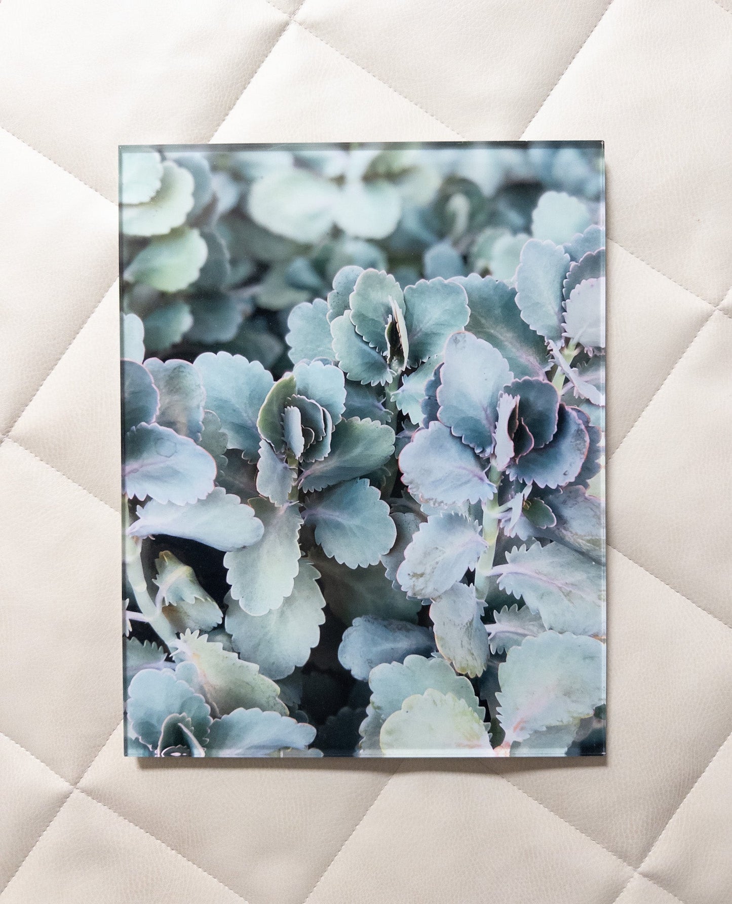 #101 acrylic succulent photography wall art, 10x14" - like new