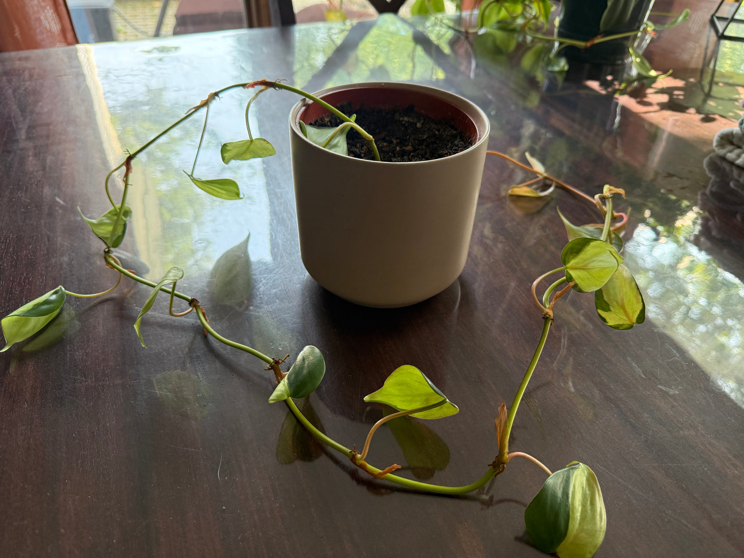 SELLER #6 Pothos Houseplant