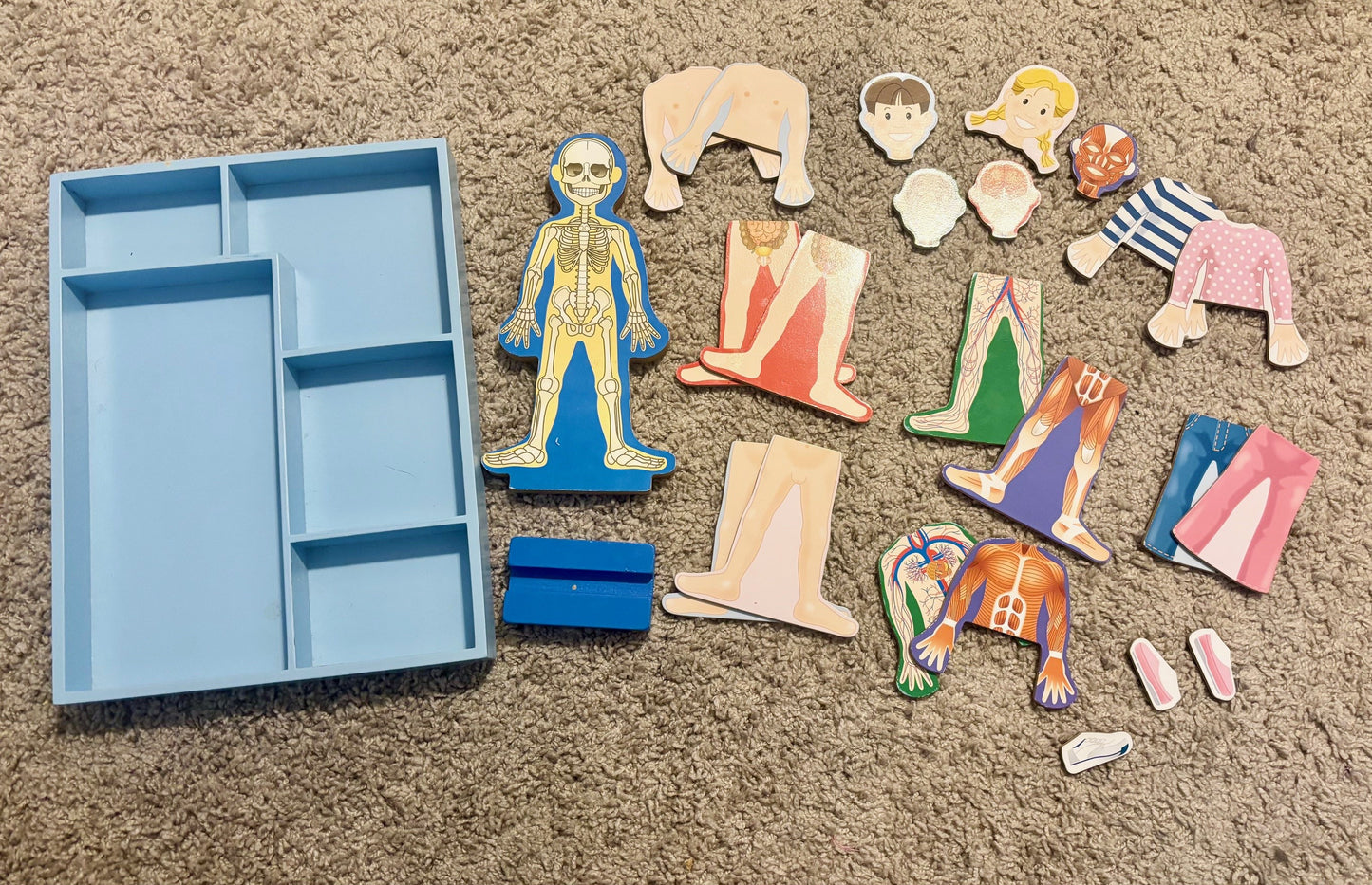 #43 Melissa and Doug Magnetic Wooden Anatomy Play Set