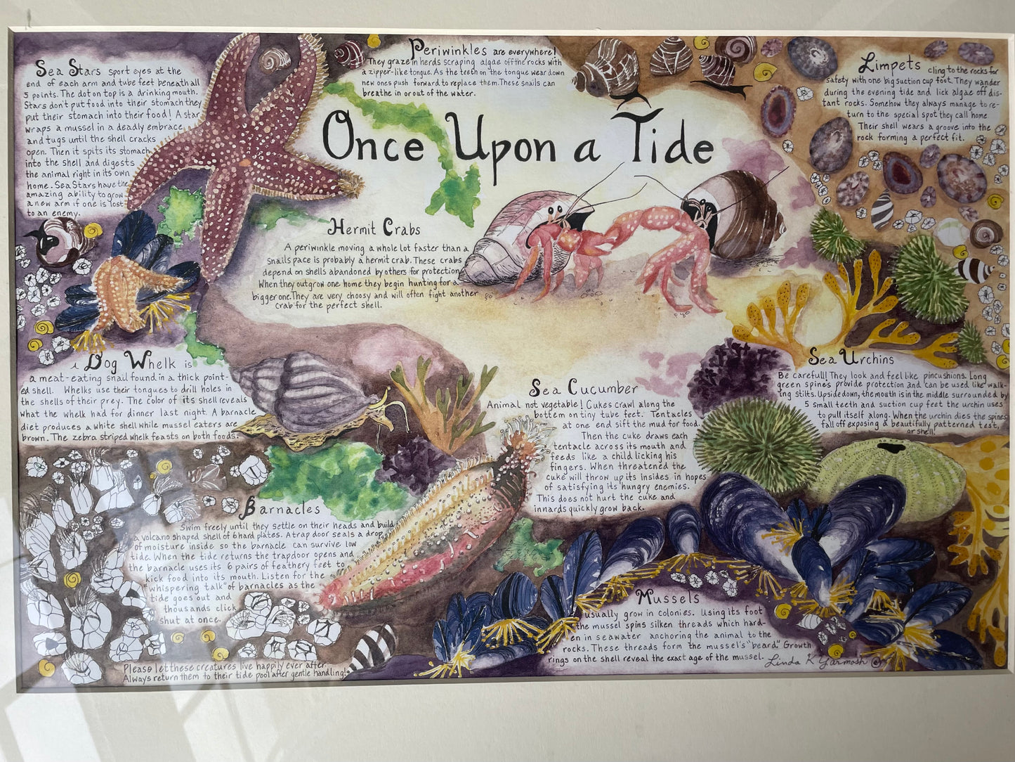 #42 "Once Upon A Tide" Tidepool Creatures Watercolor Framed Print by Linda Yarmoush
