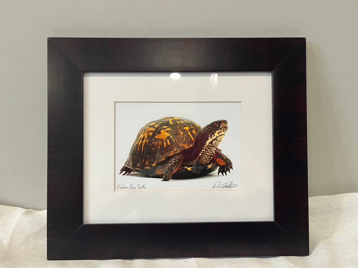 135 Eastern Box Turtle photo framed, 13"x 11.5" signed by photographer