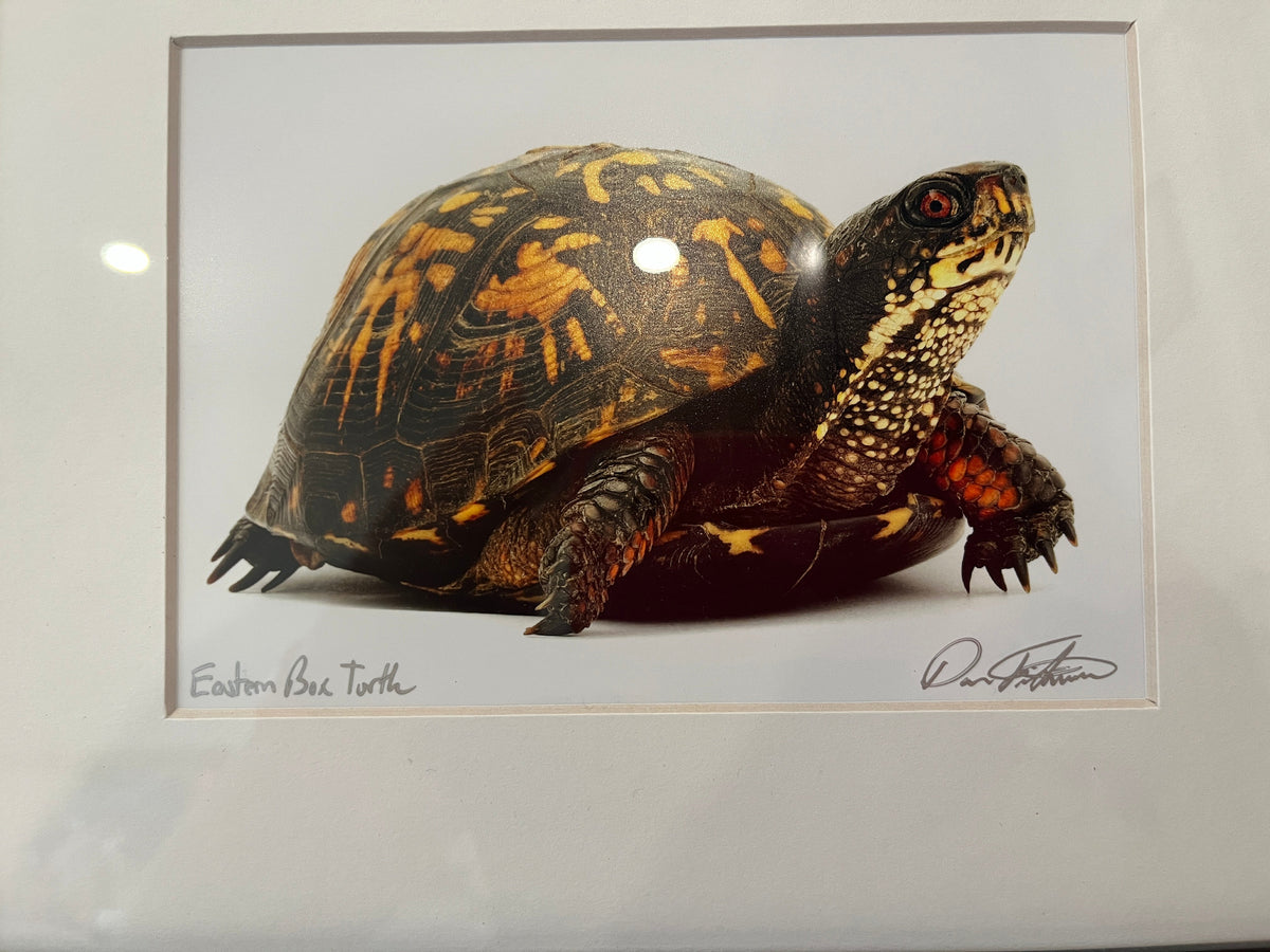 135 Eastern Box Turtle photo framed, 13"x 11.5" signed by photographer